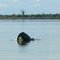 RIVER DOLPHIN, BRAHMAPUTRA