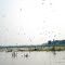 birds, Maguri Beel, Guijan
