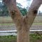 Funny tree outside GE Dinjan office