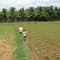Cocconut Farm in Kovillanoor