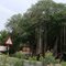5314  Banyan near Shri Saaradhaa Magalir B.Ed. Kalloori  14.59.24