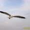 Seagull Flying With Mandwa to Mumbai.