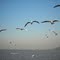 Albatross Birds, On way to Elephanta