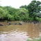 Buffalo swimming competition