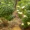 Garden at the Remand Home Campus, Melte Area, Lunglei, Mizoram, India.