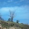 DEAD TREE RISING