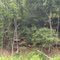 Rocks and Trees