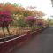 Tree-lined avenue to Hostel - Indian Railways Institute of Electrical Engineering, Nasik, India