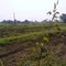 Field