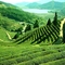 Tea plantation with lake Darjeeling