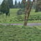 Temi Tea Garden, South Sikkim