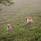 teapicking darjeeling