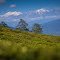 Kanchen from Tea garden
