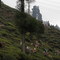Happy tea valley in Darjeeling