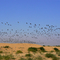 Khishan near Phalodi - Birds, Anthropoides virgo