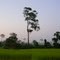 green fields