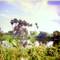 An abandoned Pond once different  StorK use to visit the Pond