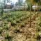 Early Aloe Vera Plantation