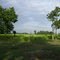 Mango grove