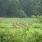 Mukki, Near Kanha National Park, Balaghat, MP.