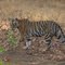 sondhar tigress