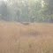barasingha grazing