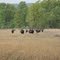 bison herd at kanha