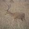 Barasinga- Twelve Horned deer -Unique species in the world, one can sight only in Kanha