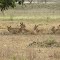 Sambars resting at Kanha jungle