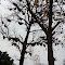 Honeycomb structure at the tree near Mukki gate