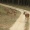 In Kanha sighting of spotted deer is a certain event