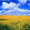Mustard Field