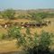 Rinderherde bei Hospet