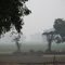 Absolute mist.............A very Nice Morning in a village...