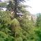 Nu Shimla.. from Devdars..