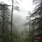 pine forest and fog