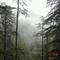 pine forest view from resort window