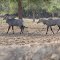 Nilgauts, la plus grande des antilopes indiennes