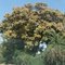 Mango Tree Flowering