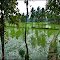 Rice Farm