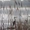 Marsh behind a reed/bird slits (Crow Island State Game Area, Zilwakee, MI)