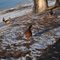 unknown duck and mallards at Lewis and Clark State Park, MO