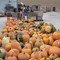 pumpkin harvest