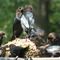 Cow Birds