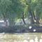 Goat Island