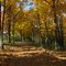 Autumn Path