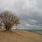 Lonely tree at the Indiana Dunes