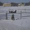 Horseplay