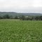 Soybean field