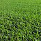 New Corn Coming Up...Pray for Rain